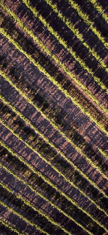 Feld, Geometrie, Mathematik, Brown, Purpur. Wallpaper in 1080x2340 Resolution