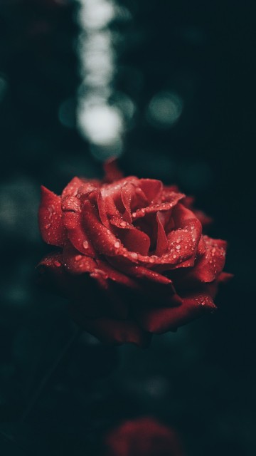 Image red rose in close up photography