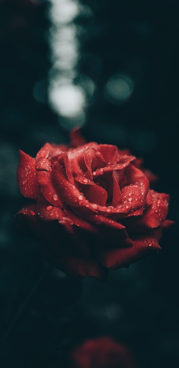 Image red rose in close up photography