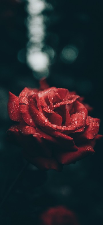 Image red rose in close up photography