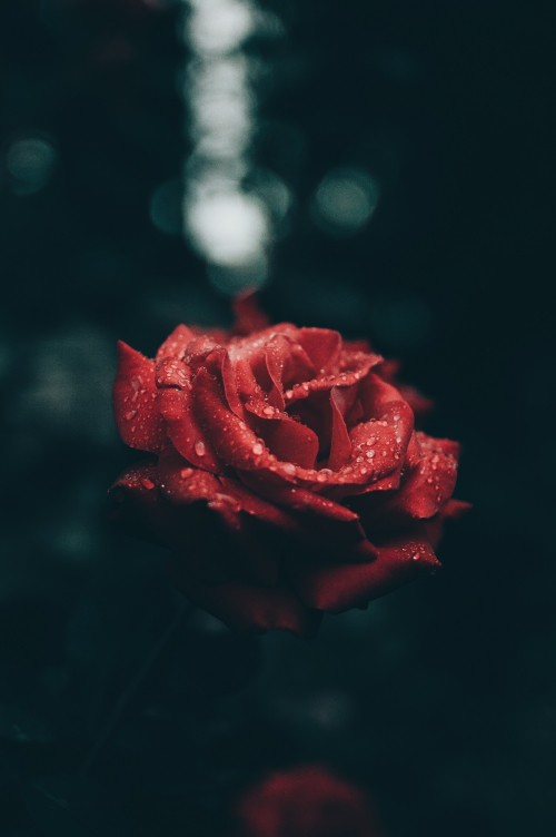 Image red rose in close up photography