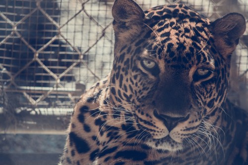 Image brown and black leopard in cage