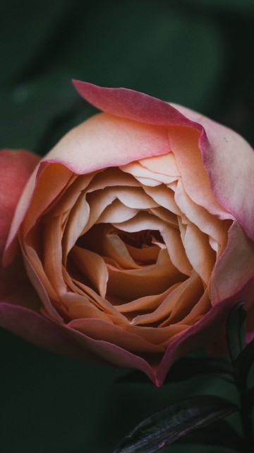 Image pink rose in bloom close up photo