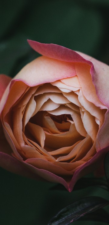 Image pink rose in bloom close up photo