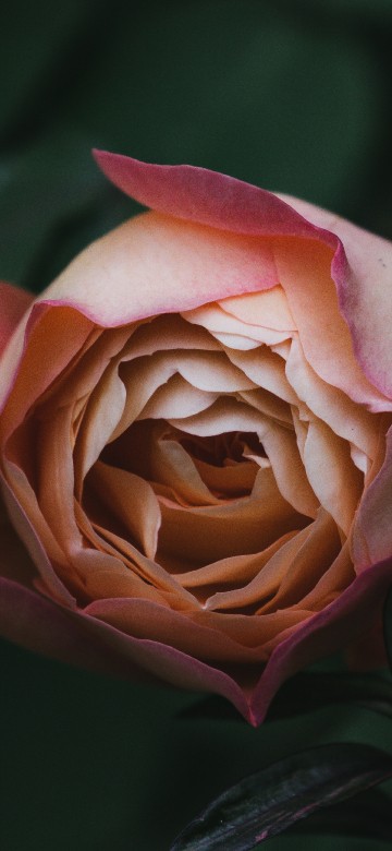 Image pink rose in bloom close up photo
