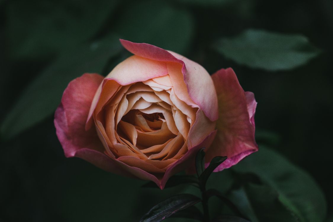Rosa Rose in Voller Blüte Nahaufnahme Foto. Wallpaper in 5472x3648 Resolution