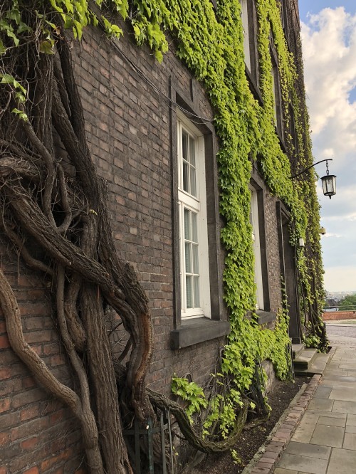 Image tree, biology, science, green, window