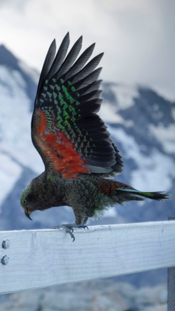 Image red green and black bird on white fence during daytime