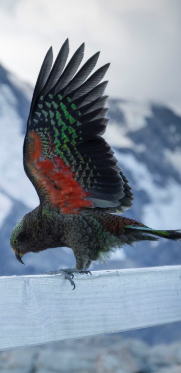 Image red green and black bird on white fence during daytime