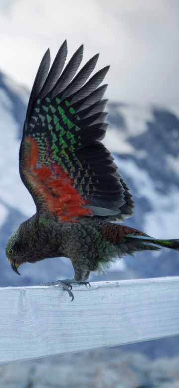 Image red green and black bird on white fence during daytime