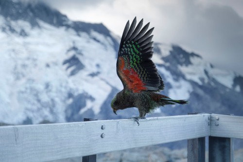 Image red green and black bird on white fence during daytime