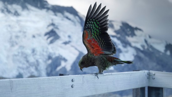 Image red green and black bird on white fence during daytime