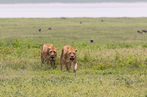 Image wildlife, lion, east african lion, leopard, Carnivores