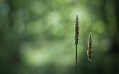 Image green plant in tilt shift lens