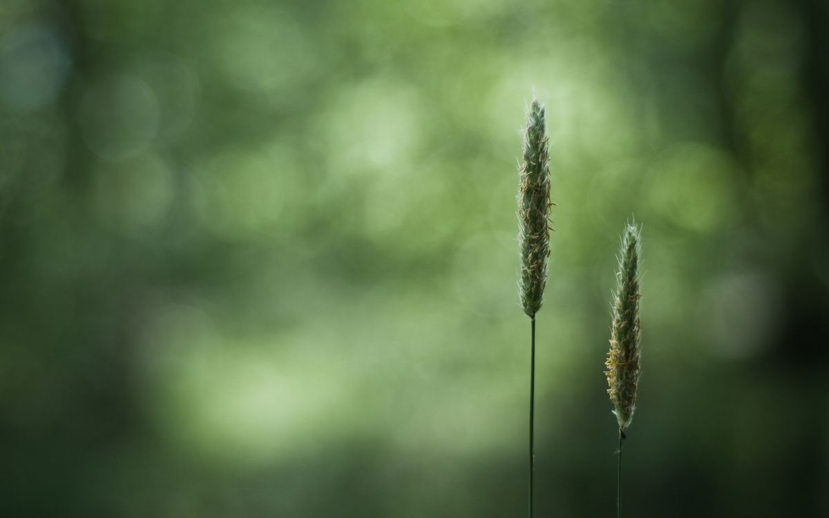 green plant in tilt shift lens