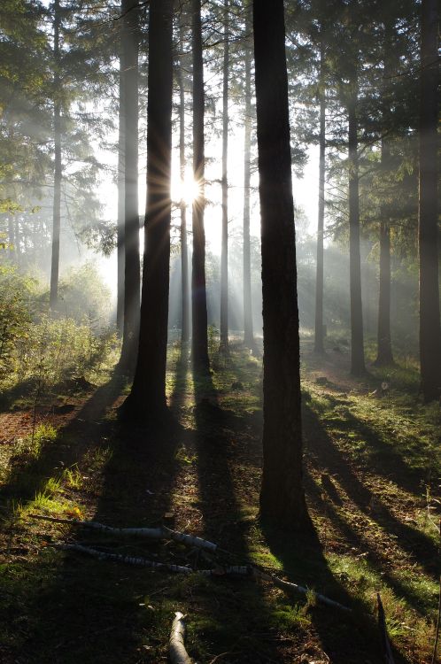 Nature, Forêt, Atmosphère, L'écorégion, Paysage Naturel. Wallpaper in 4000x6016 Resolution