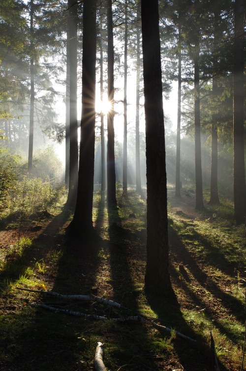 Image nature, tree, forest, plant, atmosphere