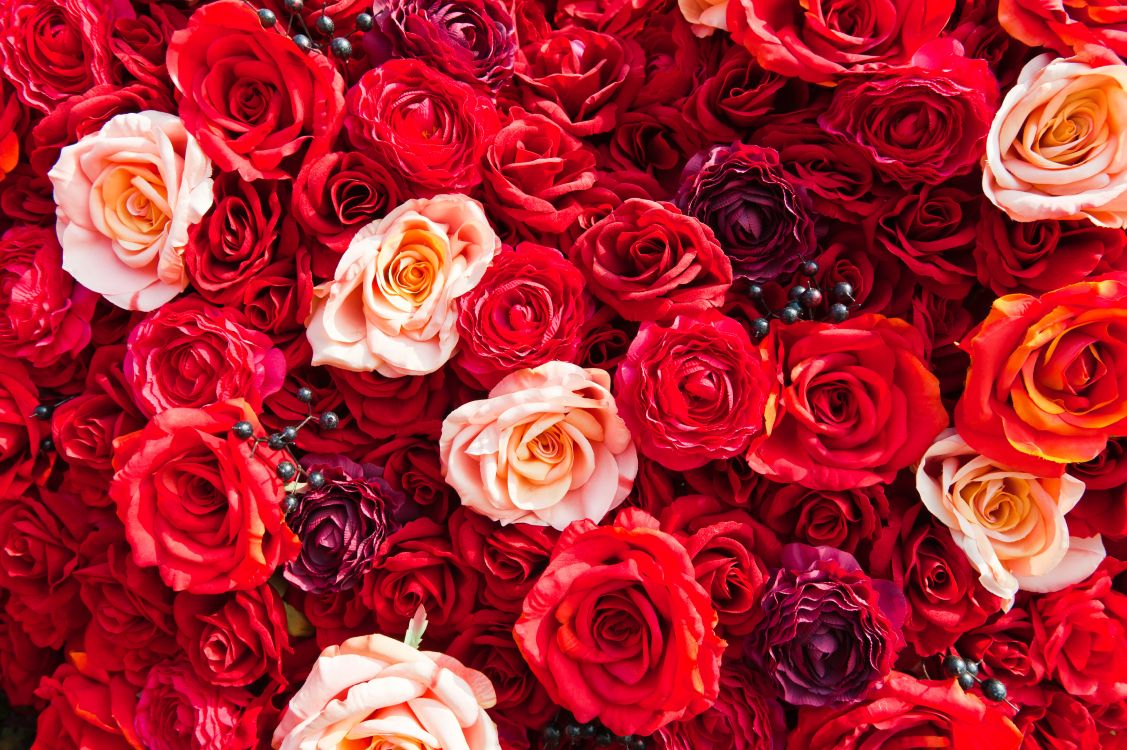 玫瑰花园, 红色的, 玫瑰家庭, 切花, 创造性的艺术 壁纸 8512x5664 允许