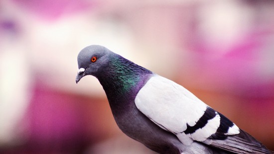 Image black white and green bird