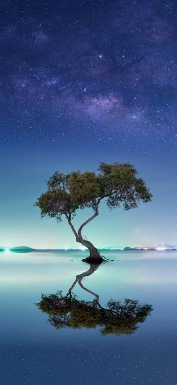 Milky Way, Nature, Branch, Natural Landscape, Atmosphere. Wallpaper in 1182x2560 Resolution