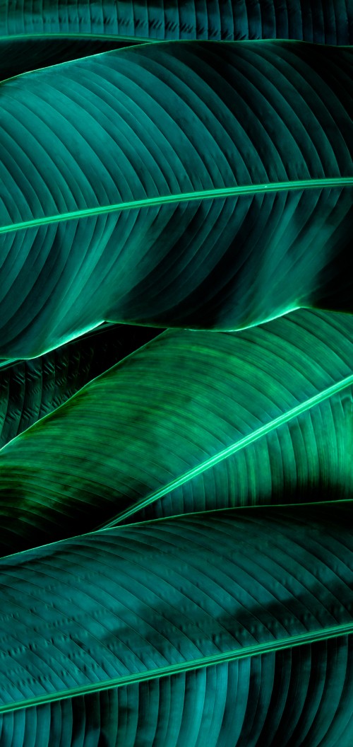 Image light, green, terrestrial plant, Natural material, line