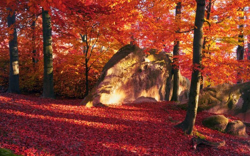 Image red leaves trees and brown rock formation