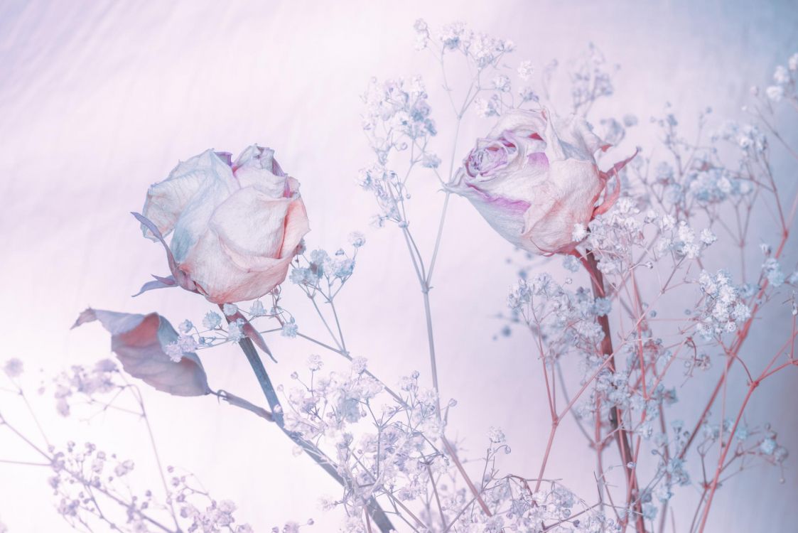 Pétalos de Flores Blancas y Rosadas. Wallpaper in 2048x1367 Resolution