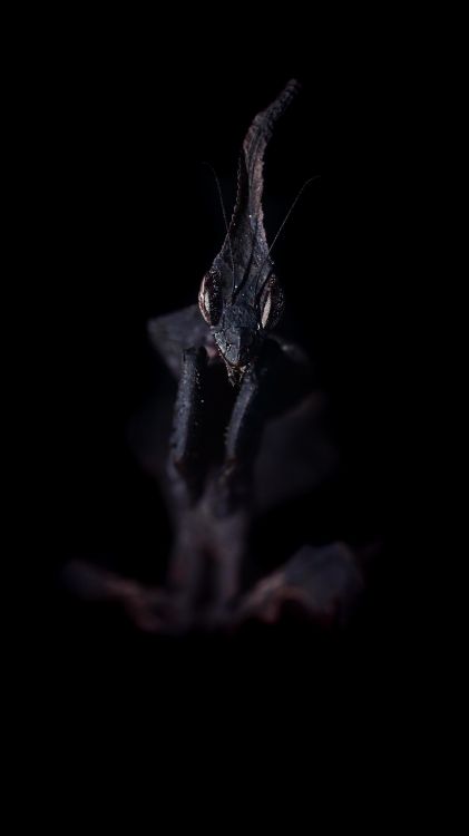 Agua, Ramita, Pico, Insecto. Wallpaper in 3400x6048 Resolution