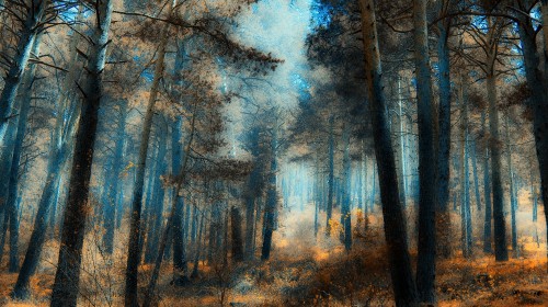 Image brown trees under blue sky during daytime