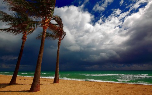 Image palm tree on beach shore during daytime