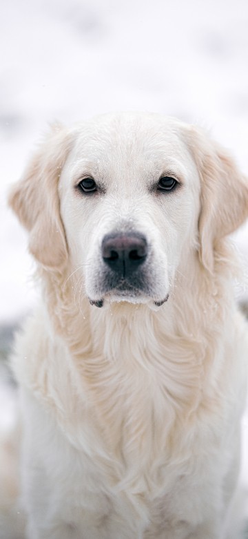 Image yellow labrador retriever on snow covered ground during daytime