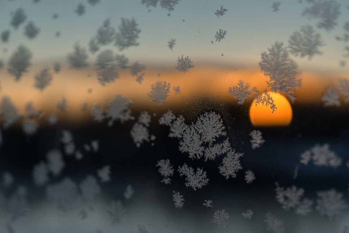 silhouette of tree during sunset