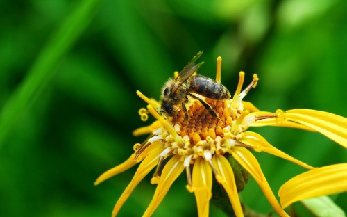 Image black and yellow bee on yellow flower