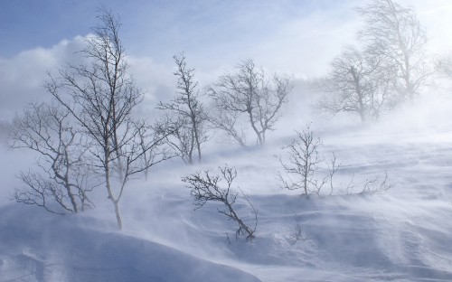 Image bare trees on snow covered ground under white cloudy sky during daytime