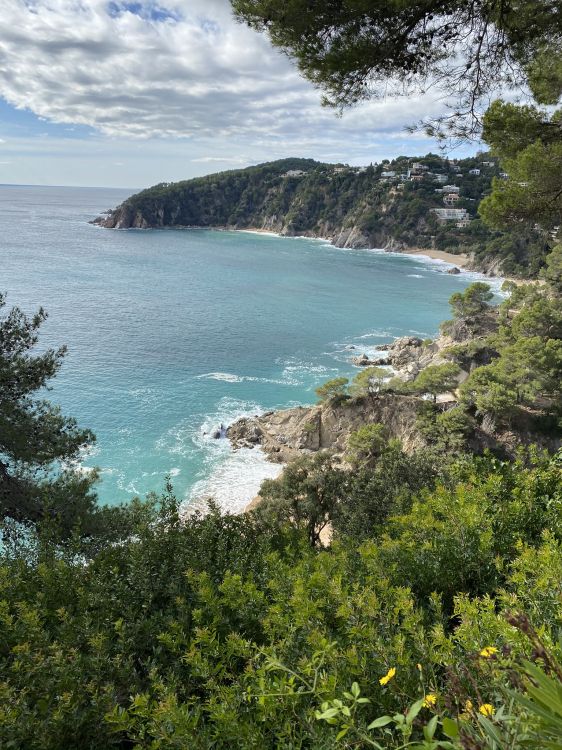 coast, body of water, vegetation, nature, natural environment