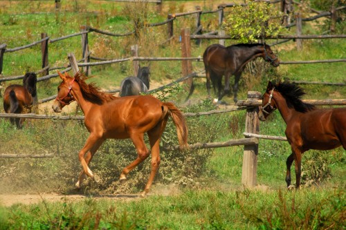 Image brown horse beside gray metal fence during daytime