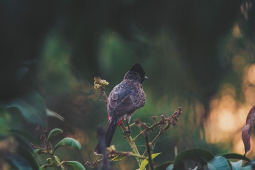 Image brown and black bird on yellow flower