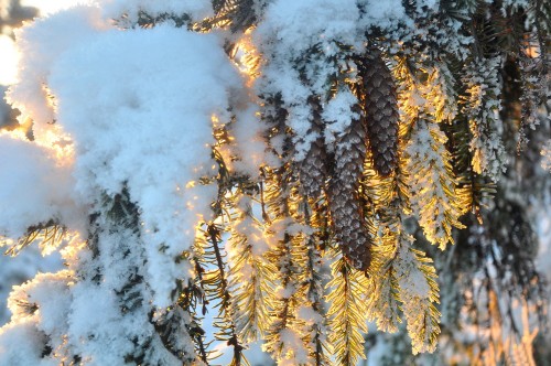 Image pine tree covered with snow