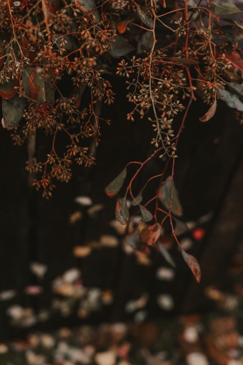 Feuilles Brunes et Vertes Dans L'objectif à Basculement. Wallpaper in 4912x7360 Resolution