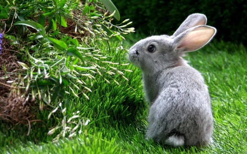 Image gray rabbit on green grass during daytime