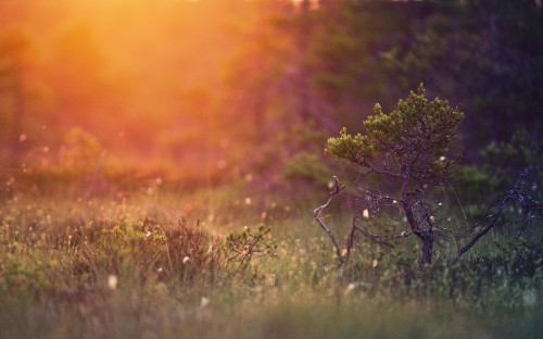 Image green grass field during sunset