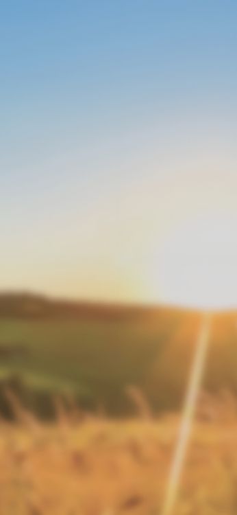 气氛, 自然景观, 木, 地平线, 余辉 壁纸 1420x3073 允许