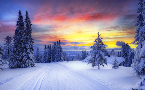 Image snow covered pine trees during sunset