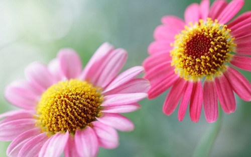 Image pink and yellow flower in tilt shift lens