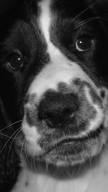 Image black and white short coated dog