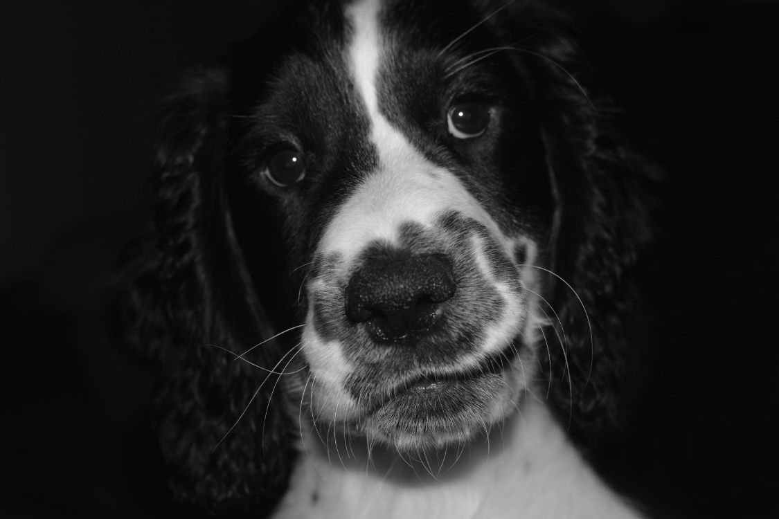 black and white short coated dog