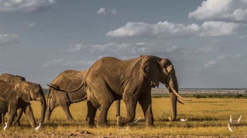 Image brown elephant on brown grass field during daytime