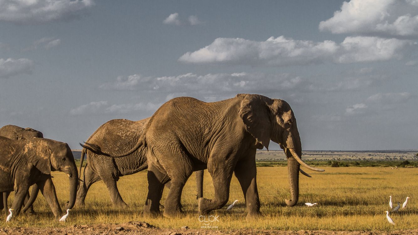 brown elephant on brown grass field during daytime