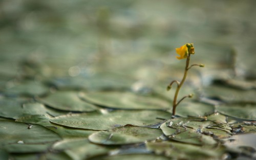 Image yellow flower on green leaves