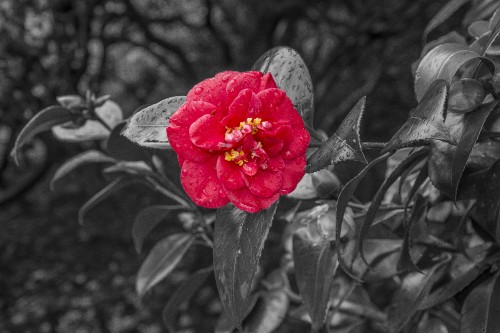 Image red flower in gray scale